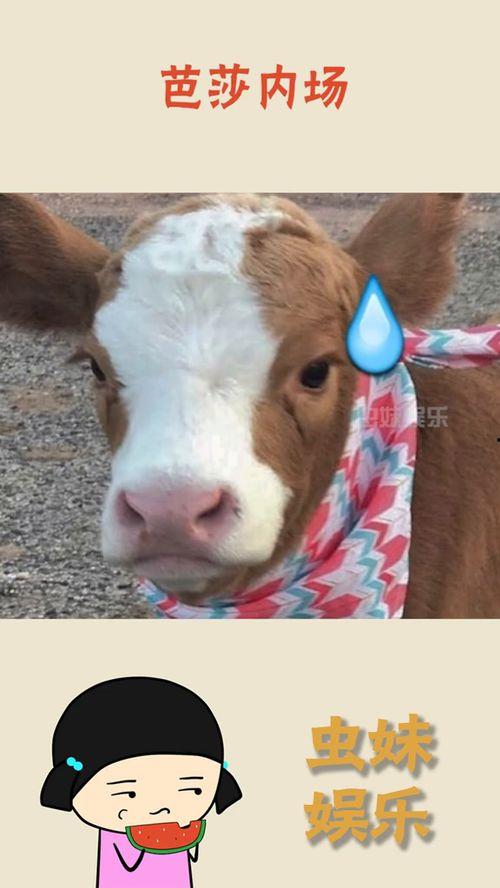 娱乐吃瓜酱猴子,揭秘猴子背后的娱乐产业秘密