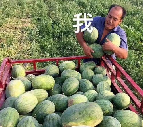 娱乐瓜吃瓜最新,揭秘明星背后的秘密与真相