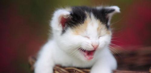 娱乐吃瓜酱小猫,揭秘娱乐圈那些不为人知的幕后故事